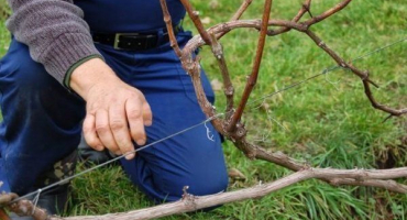 Jak pečovat o hrozny na podzim? Základní principy a pokyny krok za krokem